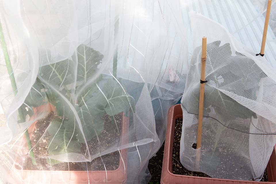 ブロッコリーとイチゴに虫除けカバーを掛けて鳥予防 Rai Life